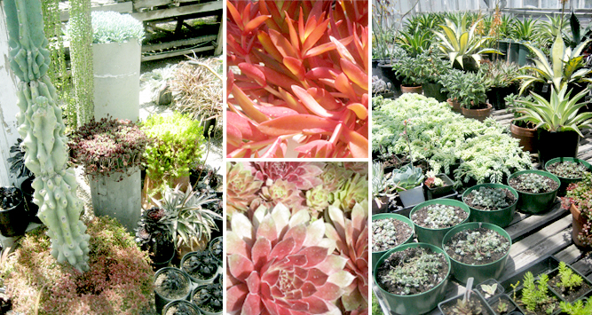 SucculentFeaturePic.jpg