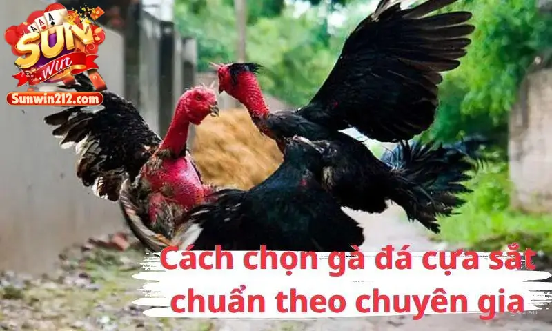 Cách chọn gà đá cựa chuẩn theo chuyên gia