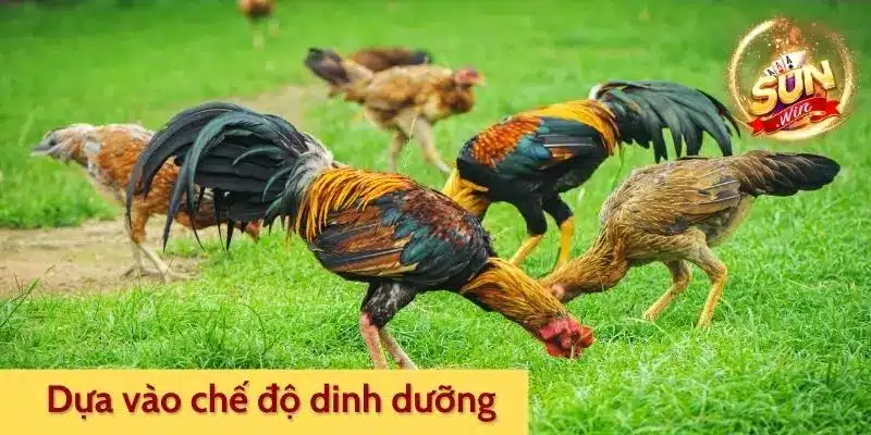 Cách thúc gà đá mau mập dựa vào chế độ dinh dưỡng